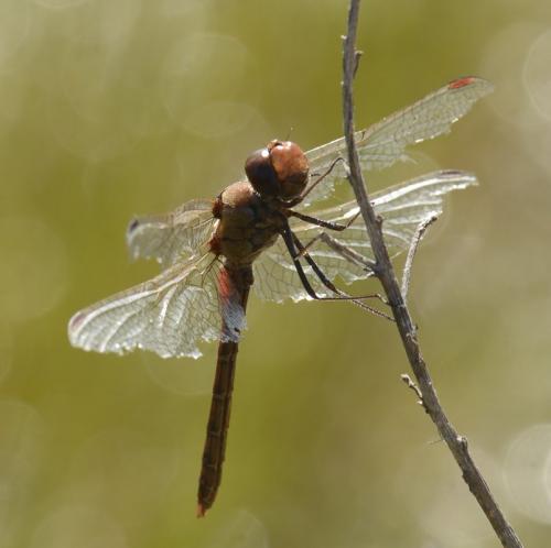 Sympetrum striolatum