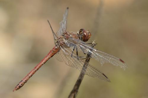 Réf. 99 520 : Sympetrum striolatum