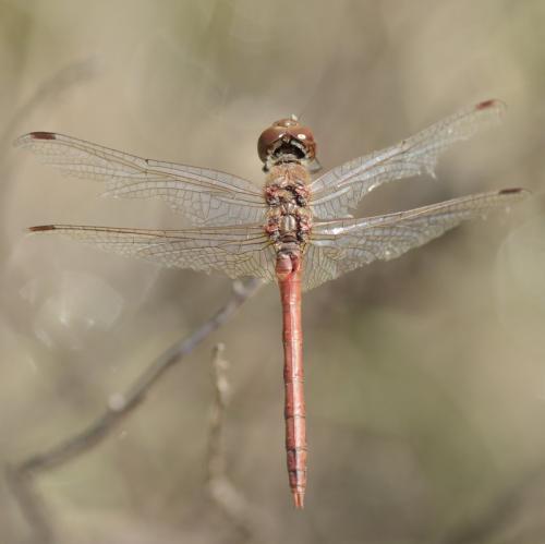 Sympetrum striolatum