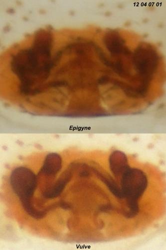 Réf. 99 171 : Pholcomma gibbum