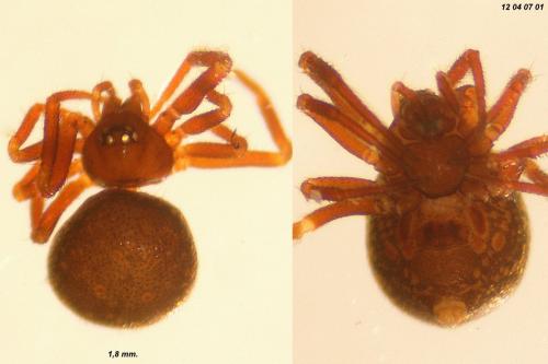 Réf. 99 170 : Pholcomma gibbum