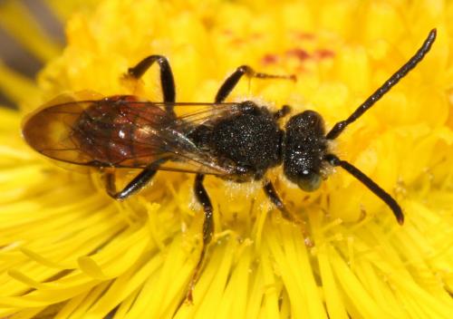 Nomada fabriciana