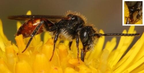 Réf. 99 064 : Nomada fabriciana