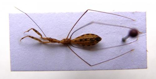 Ploiaria sp.