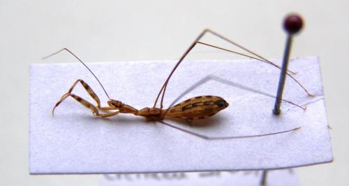 Ploiaria sp.