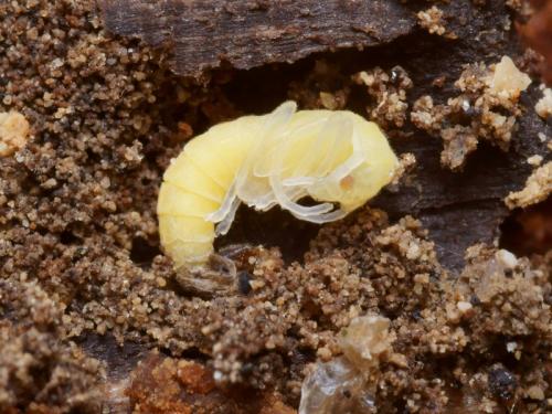 Malthinus pseudobiguttatus