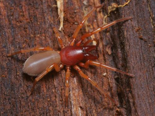 Réf. 99 021 : Dysdera crocata