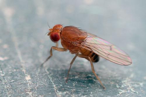 Drosophila sp.