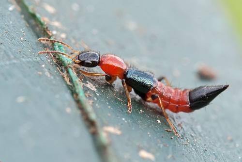 Réf. 99 303 : Paederus littoralis