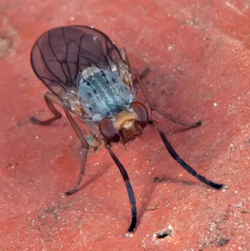 Réf. 99 012 : Tephrochlamys tarsalis