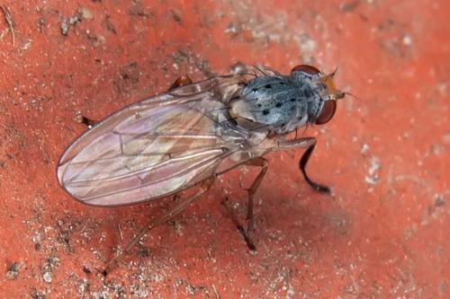 Réf. 99 011 : Tephrochlamys tarsalis