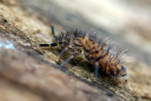 Réf. 99 204 : Orchesella villosa