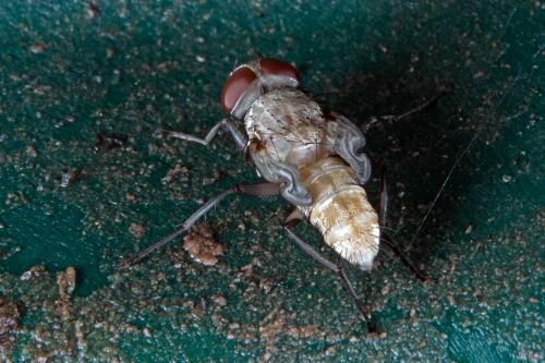 Muscina sp.