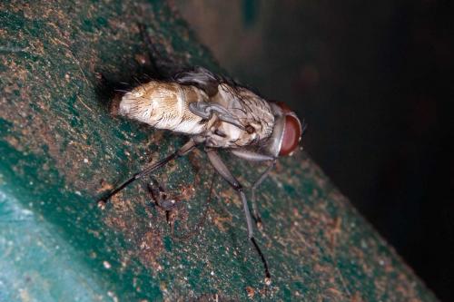 Muscina sp.