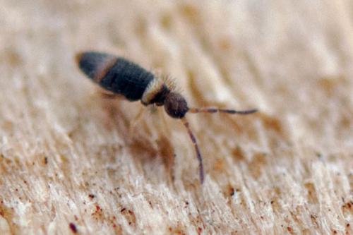Entomobrya albocincta