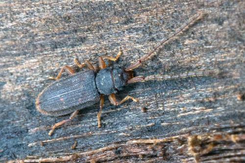 Réf. 99 130 : Uleiota planatus