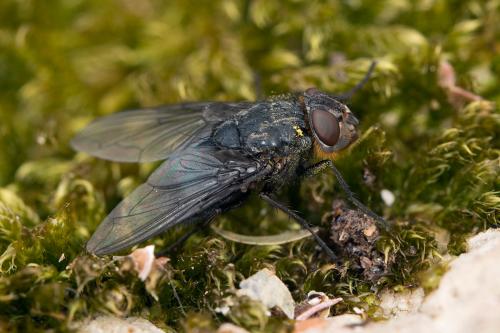 Réf. 99 254 : Calliphora vomitoria
