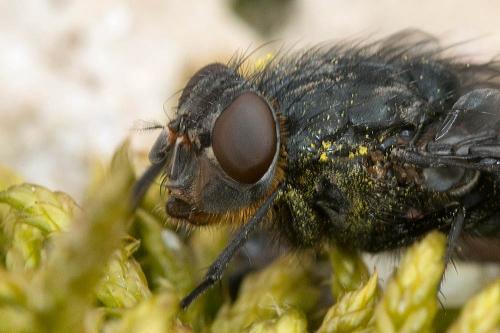 Réf. 99 255 : Calliphora vomitoria