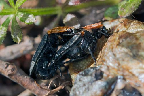Réf. 99 298 : Oiceoptoma thoracicum