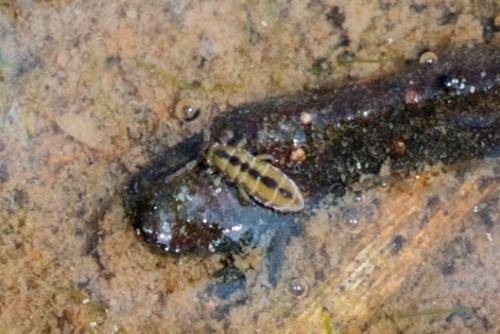 Réf. 99 349 : Isotomurus palustris