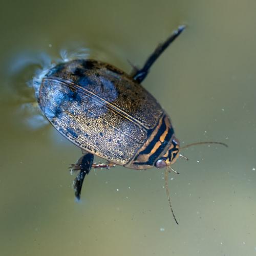 Réf. 99 328 : Acilius sulcatus
