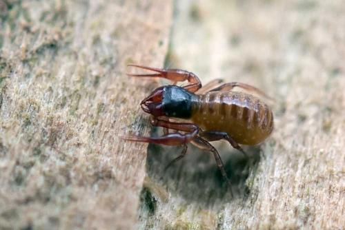 Réf. 99 443 : Chthonius sp.