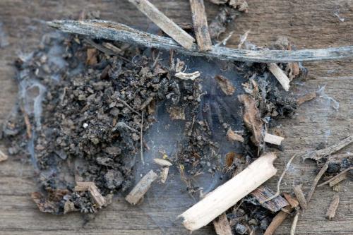 Drassodes sp.