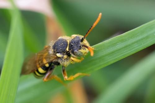 Nomada sp.
