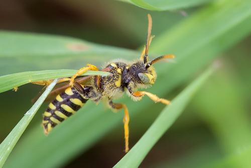 Nomada sp.