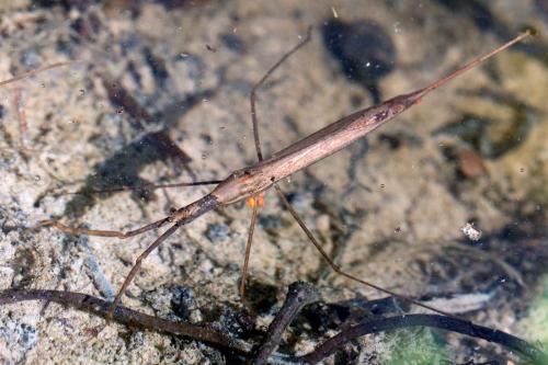 Réf. 99 743 : Ranatra linearis