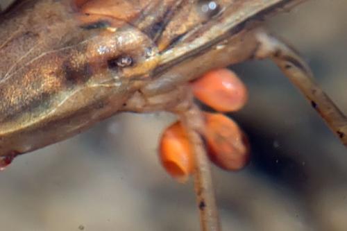Réf. 99 753 : Ranatra linearis