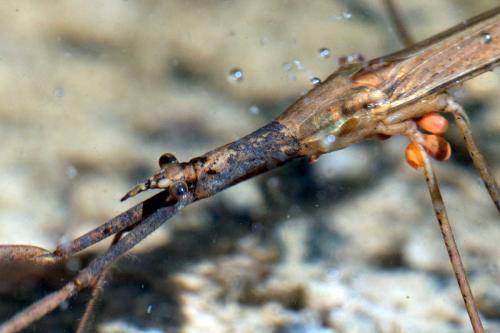 Réf. 99 744 : Ranatra linearis