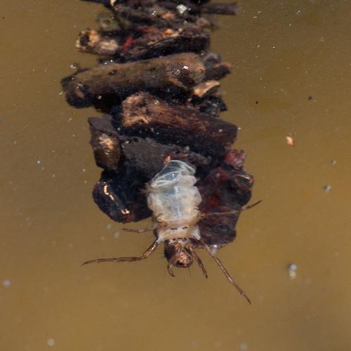 Limnephilus sp.