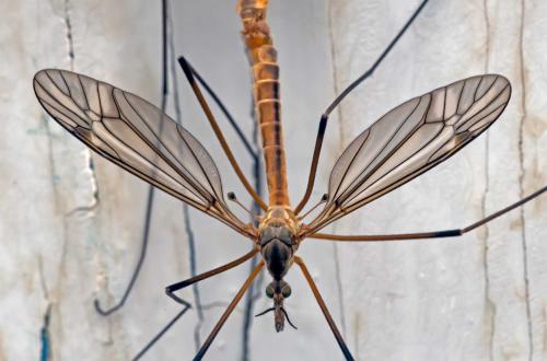 Tipula vernalis