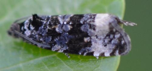 Réf. 99 827 : Endothenia sp.