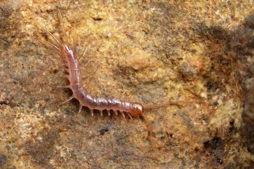 Lithobius sp.