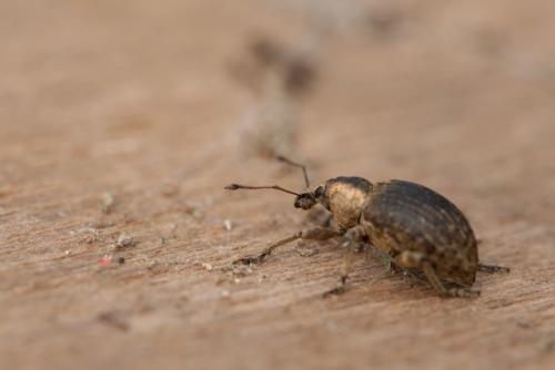 Liophloeus tessulatus