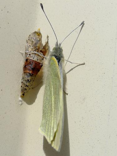 Réf. 99 212 : Pieris brassicae