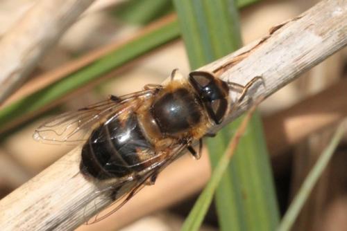 Eristalis tenax