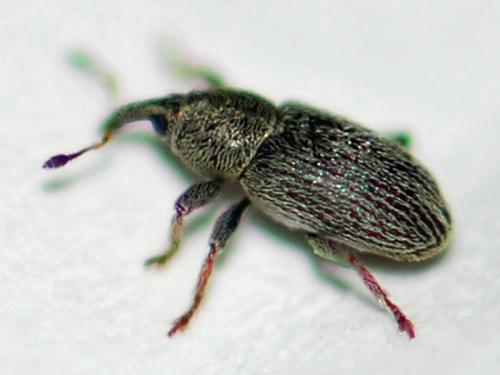 Réf. 99 156 : Tychius pusillus