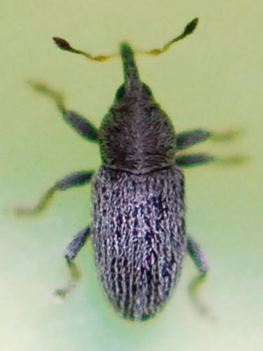 Réf. 99 157 : Tychius pusillus