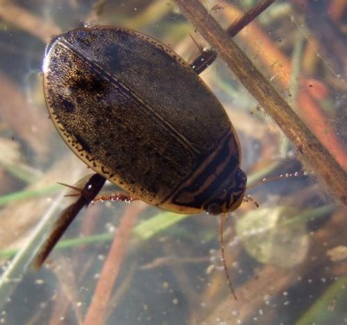 Réf. 99 295 : Acilius sulcatus