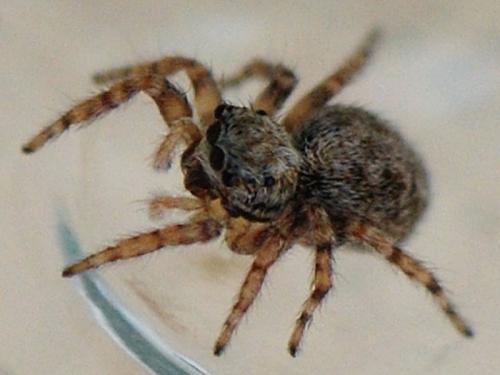 Pseudeuophrys sp.
