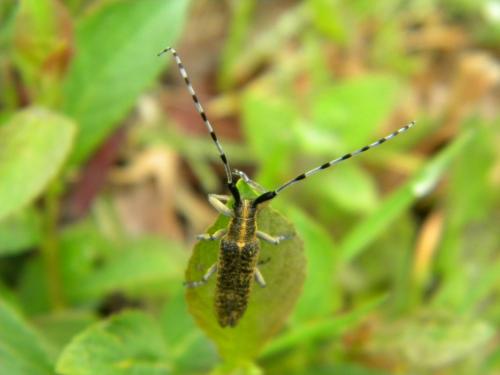 Réf. 99 951 : Agapanthia villosoviridescens