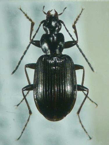 Agonum micans