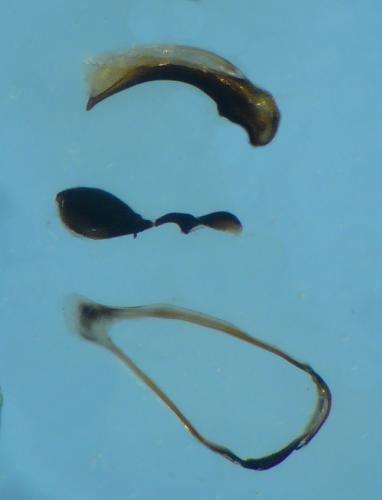 Agonum micans