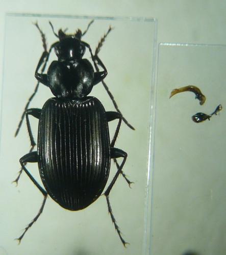Agonum permoestum