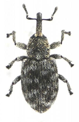 Réf. 99 970 : Smicronyx jungermanniae