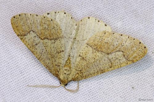Réf. 99 190 : Agriopis marginaria