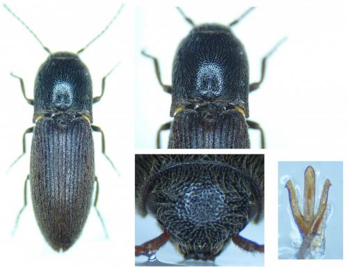 Agriotes sordidus